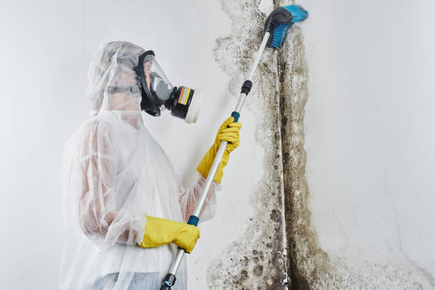 Mold Removal Process in Asotin, WA