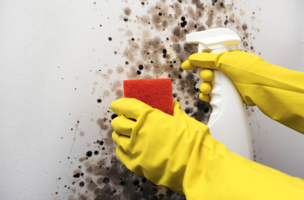 Best Mold Removal Process  in Asotin, WA